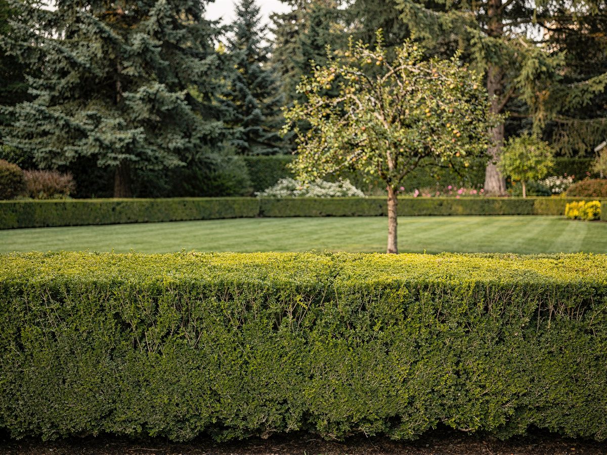 Tree & Shrub Care work by Goat Exterior Maintenance